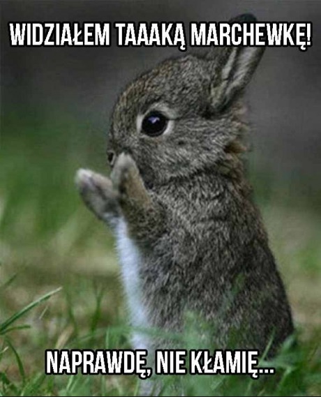 Widziałem marchewkę!