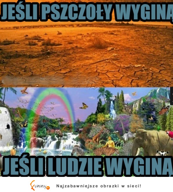 ludzie i pszczoły