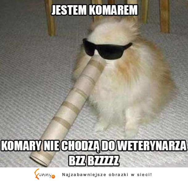 NIE WIEM GDZIE JEST KOT