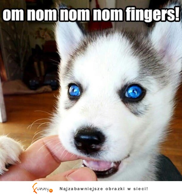 om nom nom nom fingers! :D