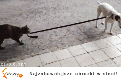 Kot na spacerze z psem