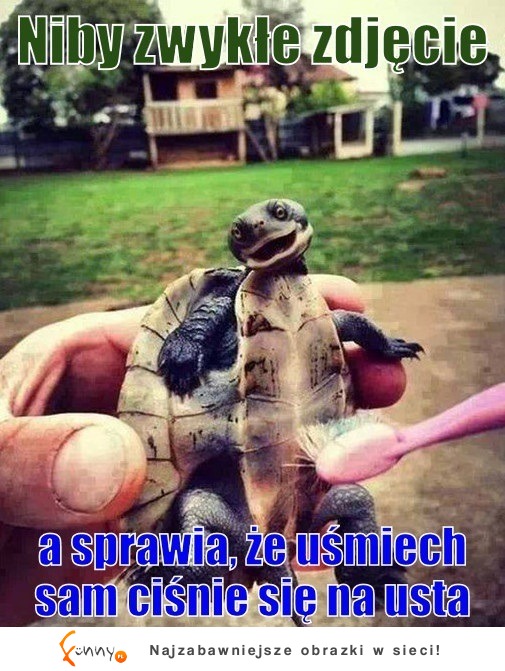 radosny żółwik