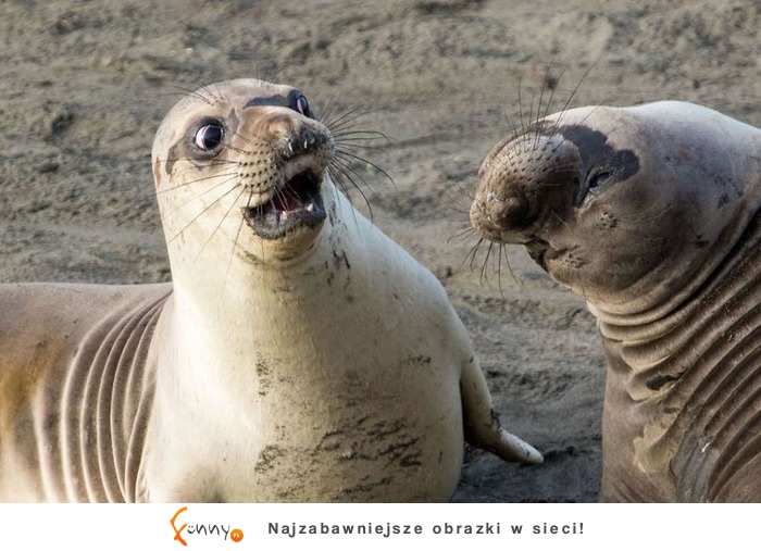 Najlepsze zdjęcia z „The Comedy Wildlife Photography" 2017, czyli zbiór zabawnych zdjęć zwierzaków Najlepsze zdjęcia z „The Comedy Wildlife Photography" 2017, czyli zbiór zabawnych zdjęć zwierzaków