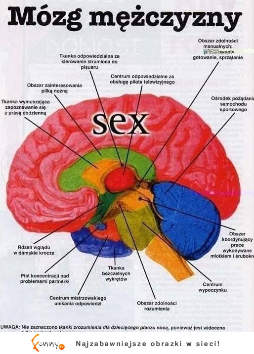 Tak wygląda MÓZG mężczyzny- padniesz jak to zobaczysz, haha!