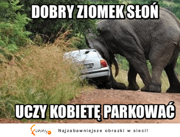 Dobry słoń