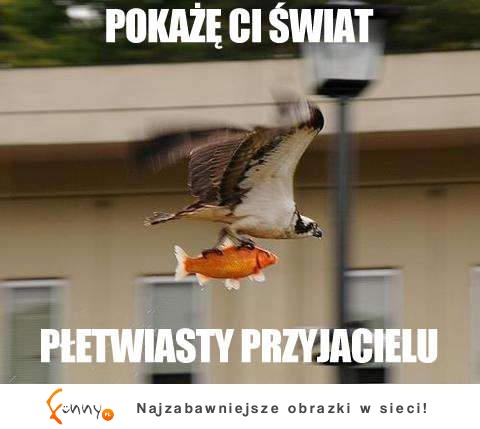 Pokażę Ci świat