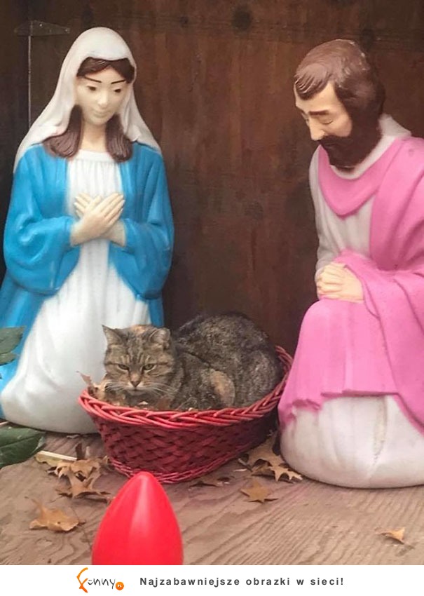5 Przykładów na to, jak koty zniszczyły magię świąt 5 Przykładów na to, jak koty zniszczyły magię świąt