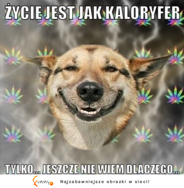 Życie jest kaloryferem