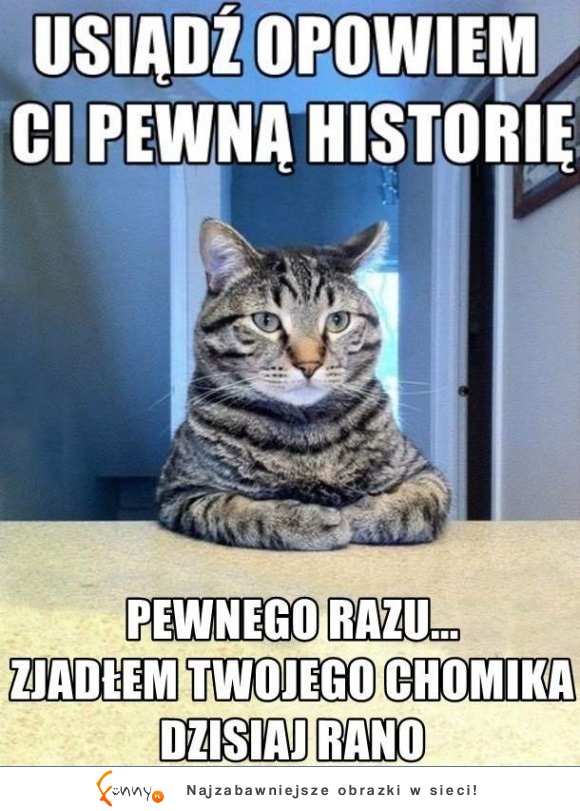 Kiedy twój kot woła cię na poważną rozmowę XD