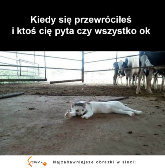 niezbyt