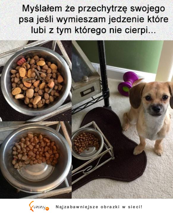 Myślałem że przechtyrzę swojego psa