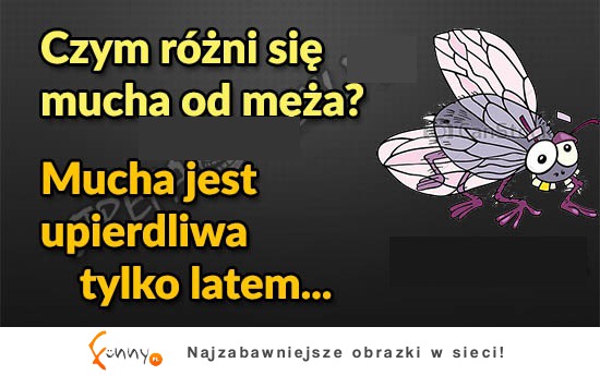 Czym różni się mucha od męża? DOKŁADNIE!