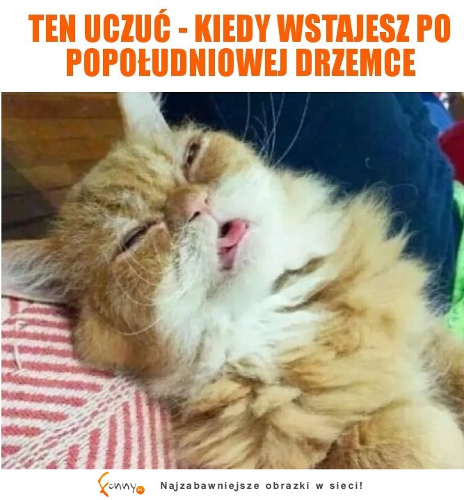 TO CAŁY JA NA JEDNYM OBRAZKU XD