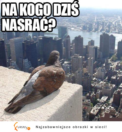 Na kogo dziś nasrać?