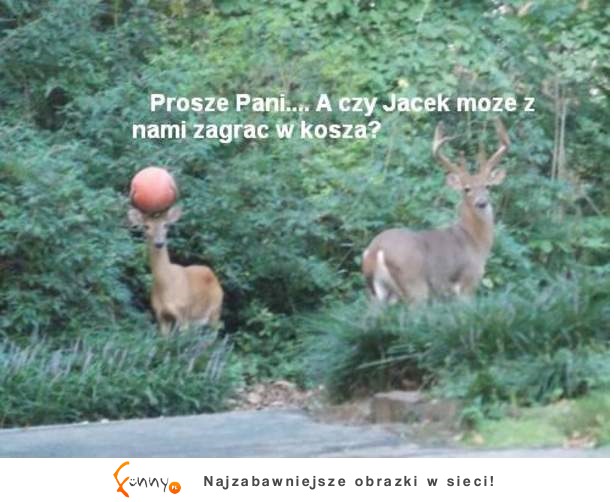 Proszę Pani