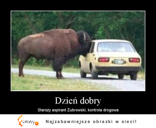 Dzień dobry