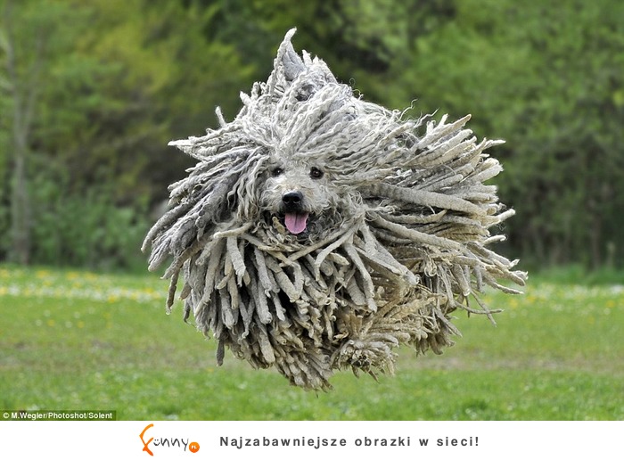 Zwierzaki z niesamowitymi włosami! Zwierzaki z niesamowitymi włosami!