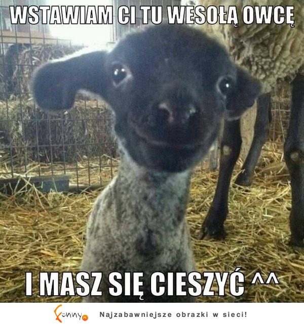 Wstawiam ci tu wesołą owce