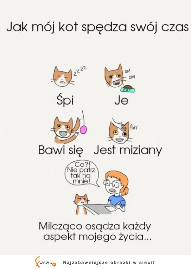 mój kot