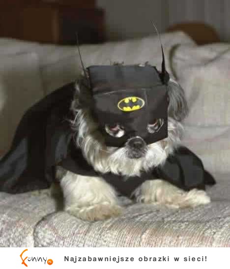 Batdog