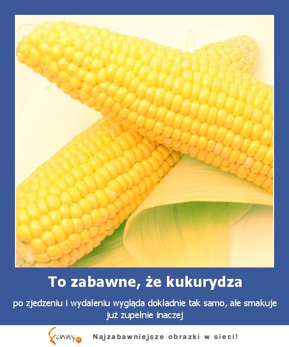 Kukurydza