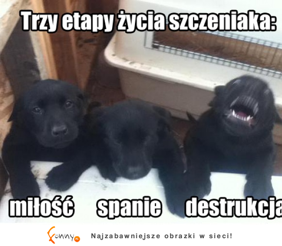 Etapy szczenięcego życia