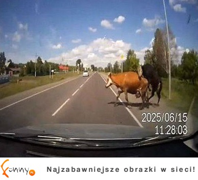 Tymczasem w Rosji- inny czas i krowy