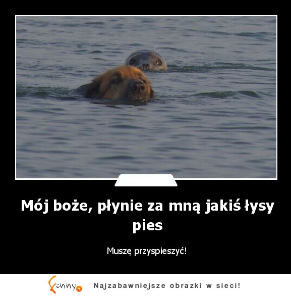 Mój boże, płynie za mną jakiś łysy pies :D