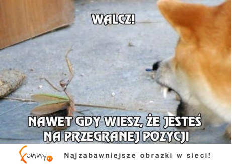 Nawet gdy wiesz że jesteś na przegranej pozycji