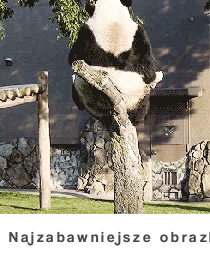 Panda :D