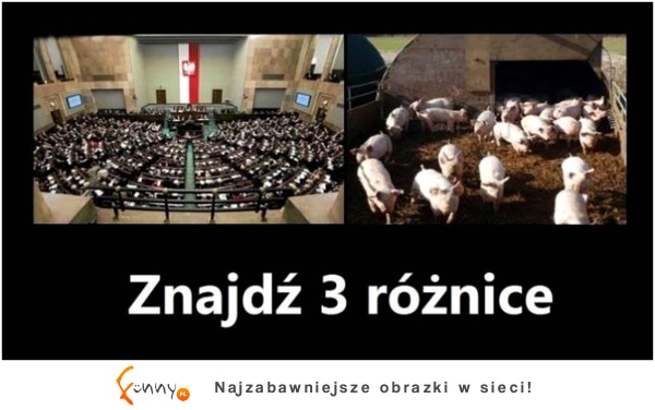 Sejm vs Chlew