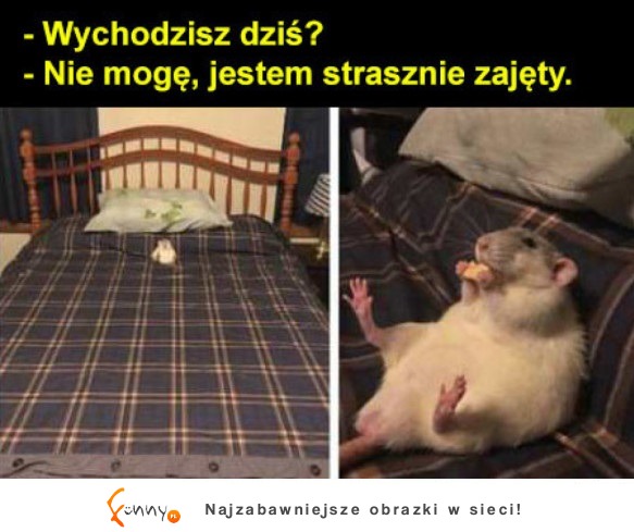 zajęty