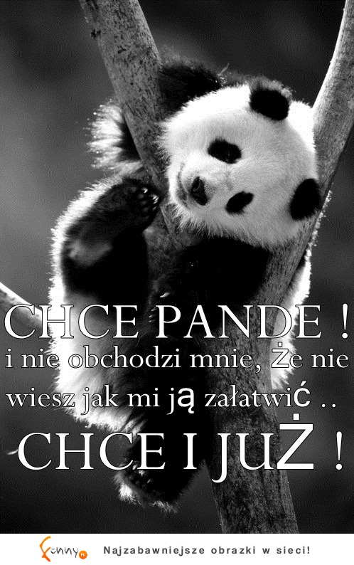 Chcę pandę!