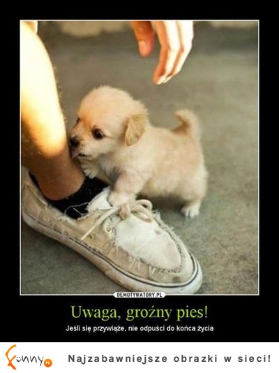 Uwaga, groźny pies!