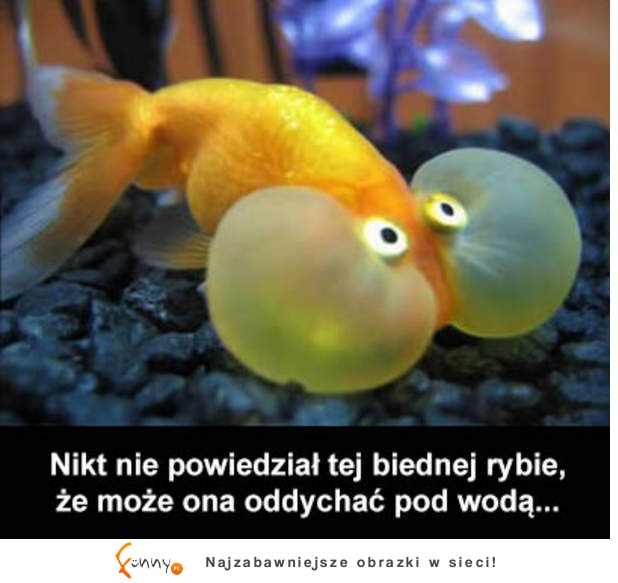 Biedak xd