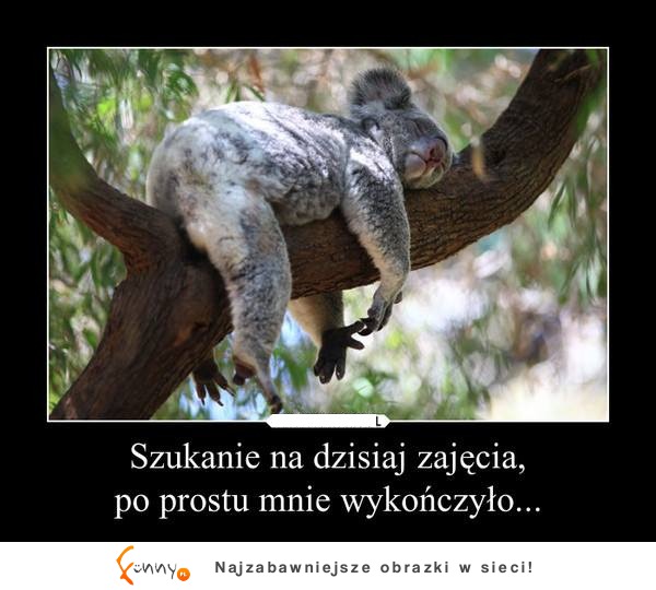 Szukanie zajęcia