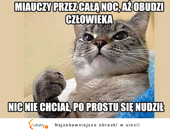 Takie są koty