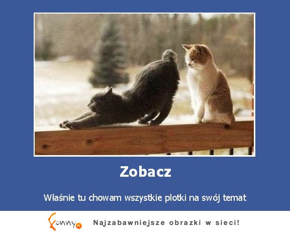 Zobacz