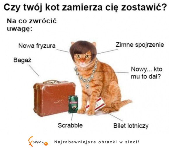 Trudny związek z kotem