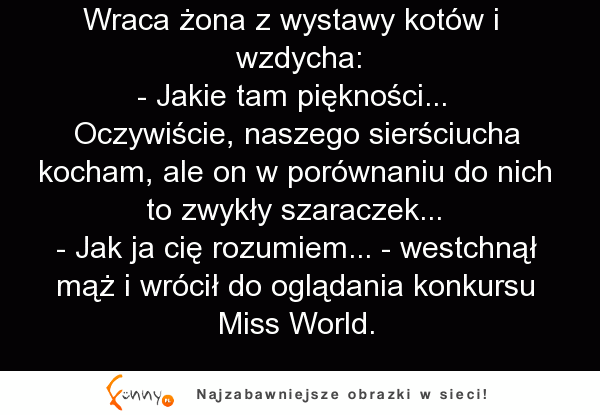 wystawa kotów