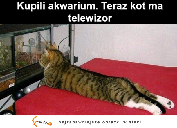 Telewizor dla kota