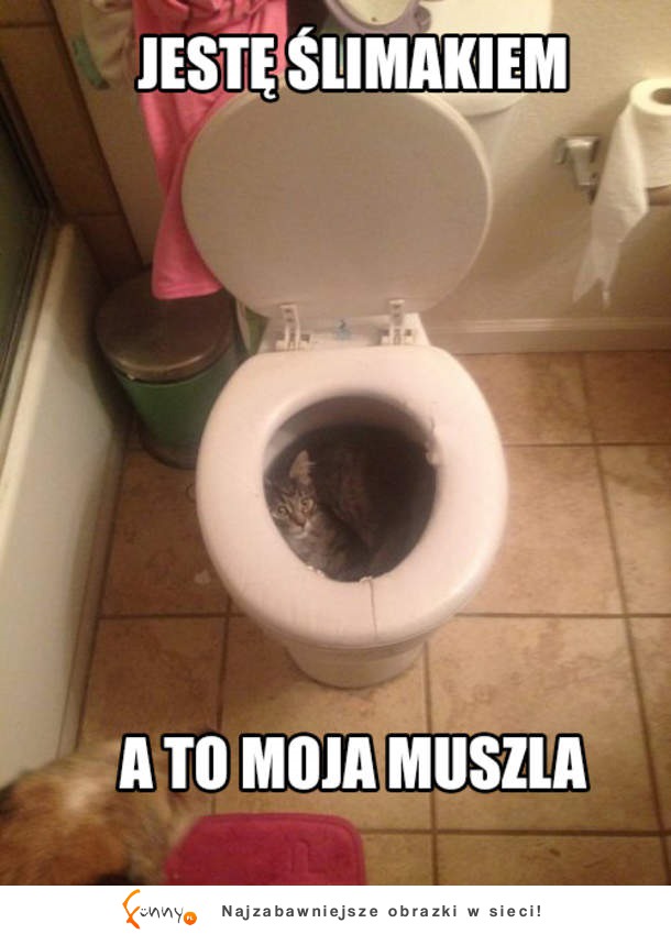 Moja muszla