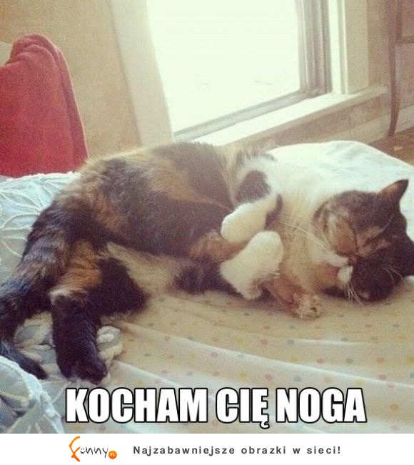 Kocha nogę