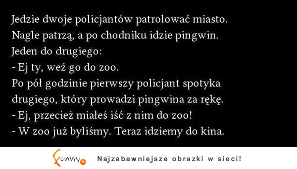 Kawał na dziś; Dwóch policjantów i pingwin- zobacz jak to się skończyło haha :D Kawał na dziś; Dwóch policjantów i pingwin- zobacz jak to się skończyło haha :D