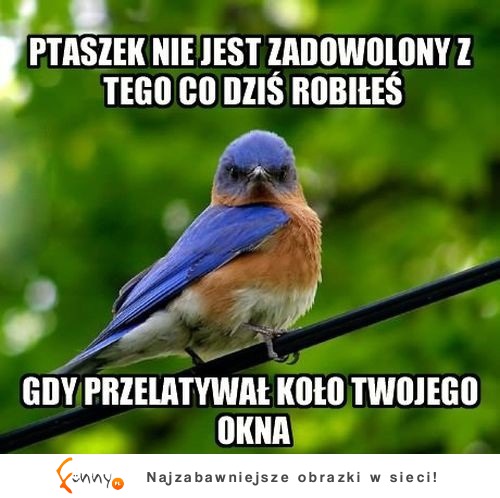 Ptaszek jest zły!