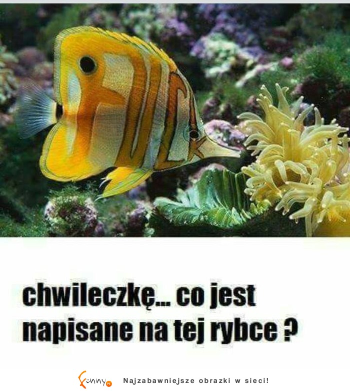 co ona ma napisane ?