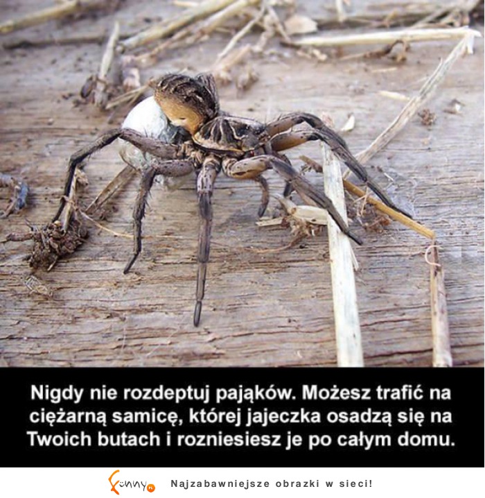 Dlatego właśnie lepiej nie rozdeptywać pająków! :D