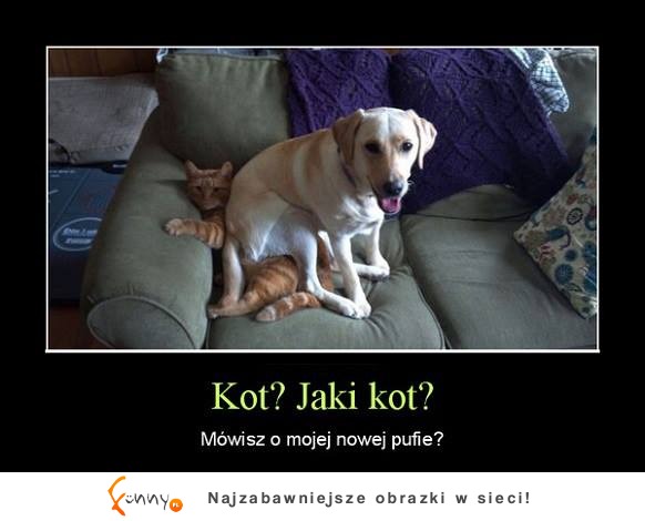 Jaki kot?