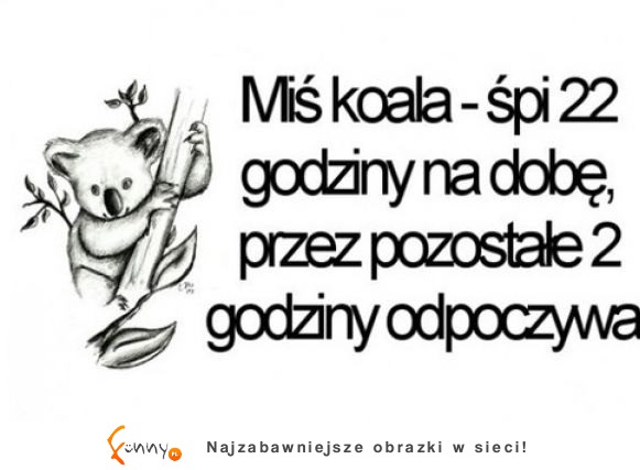 Miś koala