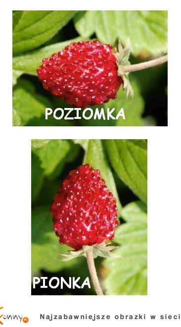 Poziom,Pionka